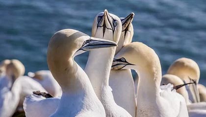 虎扑热帖-FIBA官方为欧锦赛半决赛预热：德国男篮or芬兰男篮？