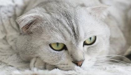 刘圣书/谭宁获羽毛球世锦赛女双冠军