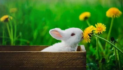 刘圣书/谭宁获羽毛球世锦赛女双冠军